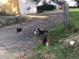 Balade à la découverte du monde pour cinq chiots Laïka de Yakoutie