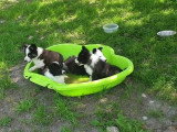 Des chiots Laïka de Yakoutie se rafraîchissent dans une bassine