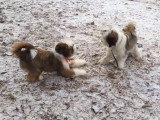 Deux Terriers Tibétains en train de jouer