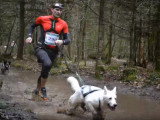Un Berger Blanc Suisse en compétition de canicross