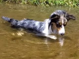 Un chien Welsh Corgi essaye de pêcher des poissons