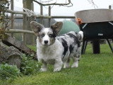 Un Welsh Corgi Cardigan fait le fou dans le jardin