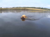 Un Welsh Terrier qui n'a pas peur de se jeter à l'eau