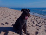 Un Schnauzer Moyen à la plage