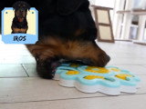 Test d'un jeu d'occupation pour chien