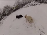 Un Scottie et un Westie découvrent la neige
