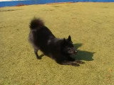 Un Schipperke très joueur et intelligent