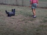 Moment de détente pour un Skye Terrier
