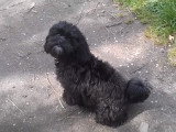 Théo le Shih-Poo