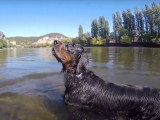 Un Setter Gordon en vacances