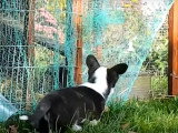 Un Welsh Corgi Cardigan explore le jardin et rencontre d'autres animaux
