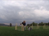 Un Welsh Corgi Cardigan s'entraîne à l'agility