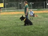 Un Schnauzer Géant et un Malinois font du mordant