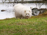 Un Spitz Japonais en promenade