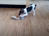 Un chiot Terrier Brésilien en pleine séance de jeu