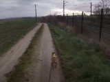 Deux Staffordshires Bull Terrier en séance de Cani-VTT