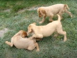 Des chiots Braques Hongrois à poil dur jouent avec une plume