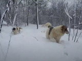 Un couple de Tornjak en balade hivernale