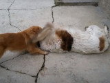 Un Tornjak joue avec un autre chien