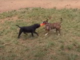 Un Staffie avec un Bull Terrier miniature
