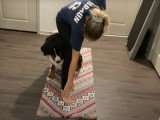 Faire du Yoga avec un Bouvier Bernois