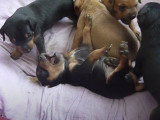 Des chiots Pinschers Nains de 3 semaines jouent dans leur panier