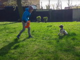 Exercices de dressage d'un Lagotto Romagnolo