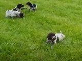 Première sortie  pour une portée de chiots Korthals