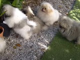 Des chiots Pékinois s'amusent dans le jardin