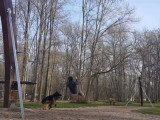 Un Berger Allemand à poil long dans un parc pour enfant
