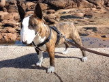 Un Bull Terrier miniature en vacances à la plage
