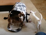 Deux Bull Terrier miniatures attaquent leur sac de transport