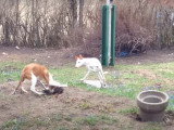 Des chiots Podenco d'Ibiza s'amusent dans le jardin