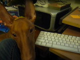 Cours de chant pour un Chien du Pharaon