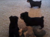 Partie de jeu entre des chiots Silky Terriers