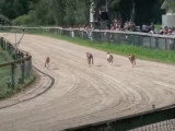 Des Chiens du Pharaon dans une course de Poursuite à Vue sur Leurre