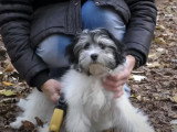 Présentation d'un Petit Chien Lion
