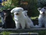 Le Pumi, un chien de berger dynamique