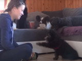 Un chiot Pumi très joueur