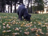 Un Pumi recherche une friandise pour chien