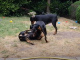 Folle partie de jeu entre des Pinscher Moyen