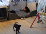 Des chiots Pinscher Allemand s'amusent