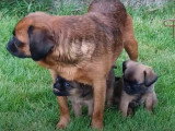 Des chiots Petit Brabançon batifolent dans le jardin