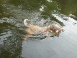 Sydney, le chesapeake Bay Retriever, plonge dans l'eau
