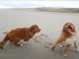 Deux Toller s'amusent à la plage