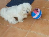 Un Bichon Maltais joue avec un ballon de plage