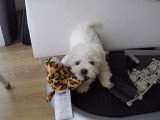 Un chiot Bichon Maltais joue avec une peluche