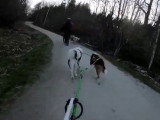 Une sortie à vélo avec deux chiens Husky de Sibérie