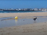 Un Petit Lévrier Italien s'amuse à la plage
