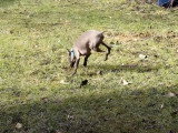 Un Petit Lévrier Italien se détend dans le jardin